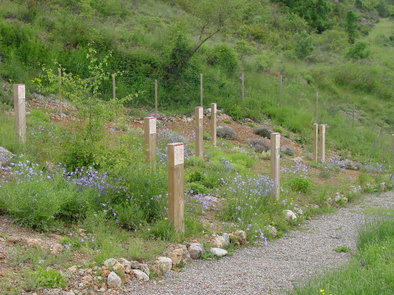 Jardi de Les Trementinaires